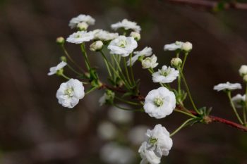 Spiraea prunifolia (Bridal Wreath Spiraea)