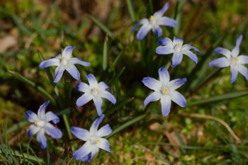 Chionodoxa forbesii (Glory of the Snow)