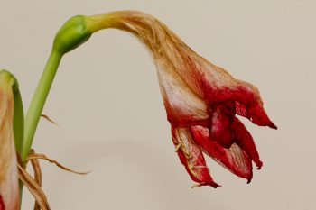 Dried Amaryllis Flower