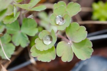 Columbine Leaves