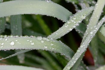 Daffodil Leaves In The Rain