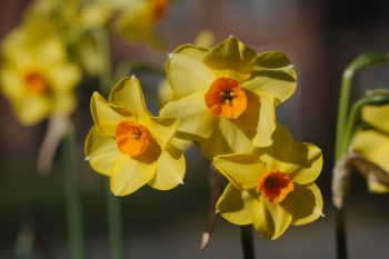 Daffodil ‘Falconet’