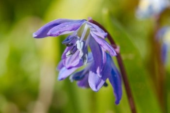 Scilla siberica (Siberian squill)