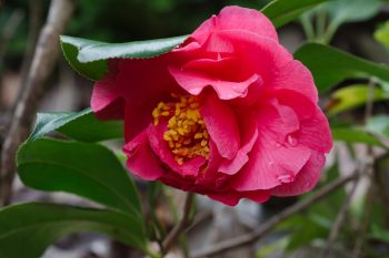 Camellia japonica