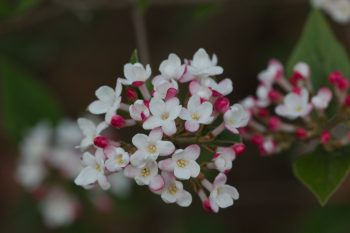 Viburnum carlesii