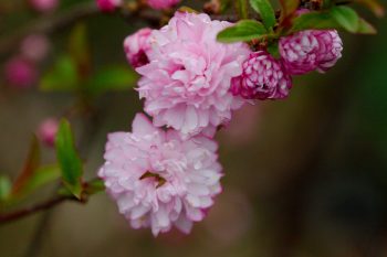 Flowering Almond