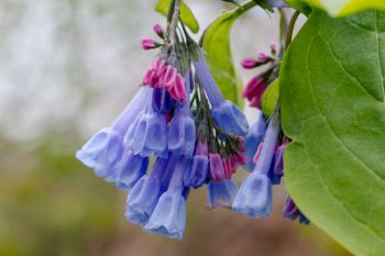 Mertensia virginica (Virginia Bluebells)