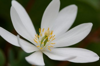 Sanguinaria canadensis (Bloodroot)