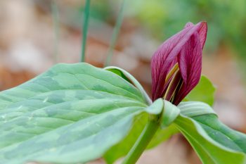 Trillium