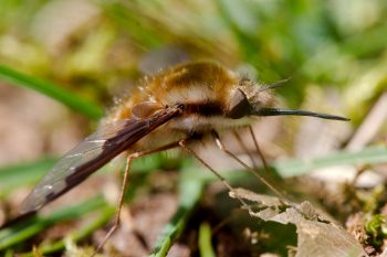 Bombylius major (Greater Bee Fly)