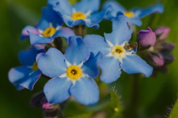 Myosotis sylvatica (Woodland Forget-me-not)