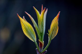 Dogwood Leaves