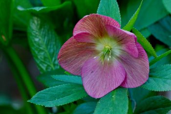 Lenten Rose ‘Mango Magic’