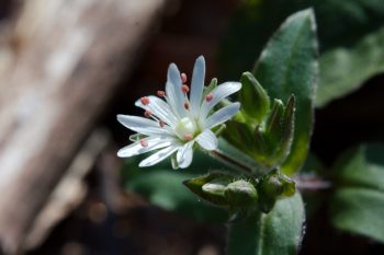 Stellaria pubera (Star Chickweed)