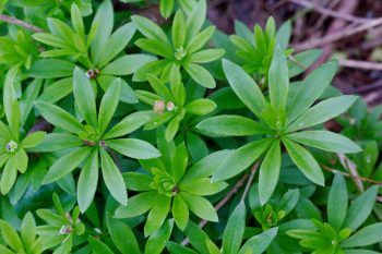 Galium odoratum (Sweet Woodruff)