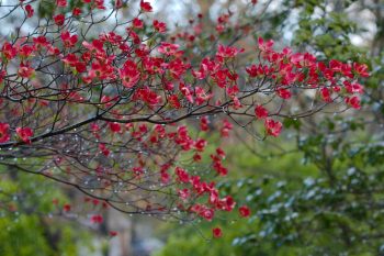 Pink Flowering Dogwood