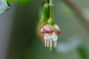 Ribes uva-crispa (Gooseberry) Flower
