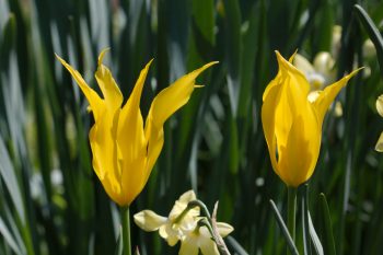 Tulipa acuminata (Fireflame Tulip)