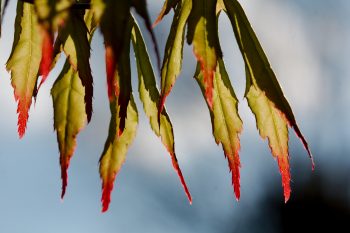 Maple Leaves