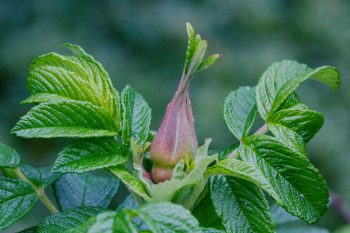 Rugosa Bud and Leaves