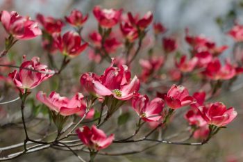 Pink Flowering Dogwood