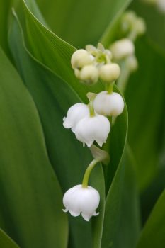 Lily of the Valley (Convallaria majalis<)