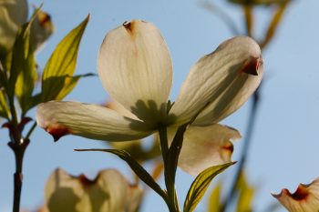 Flowering Dogwood