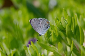 Eastern Tailed-Blue (Cupido comyntas)