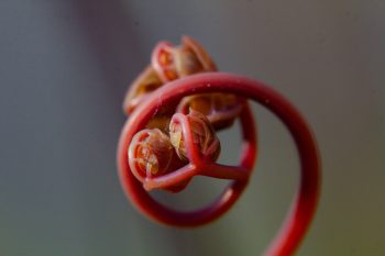 Maidenhair Fiddlehead