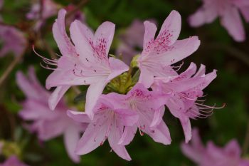 Azalea Blossoms