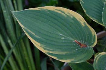 Hosta Leaf