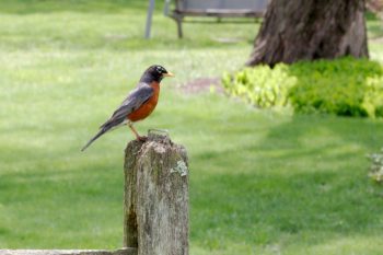 American Robin (Turdus migratorius)