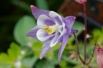 Columbine (Aquilegia)