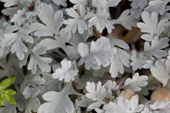 Dusty Miller