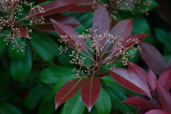 Photinia × fraseri