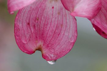 Dogwood Petal