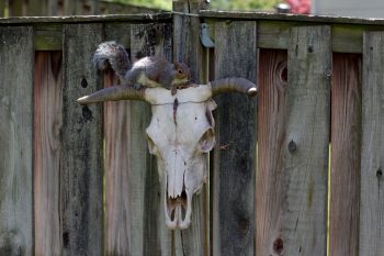 Squirrel on a Cow Skull