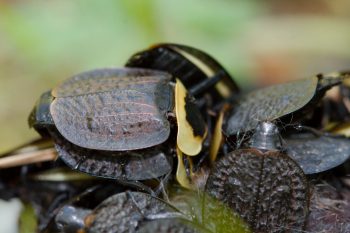 Necrophila americana (American Carrion Beetle)