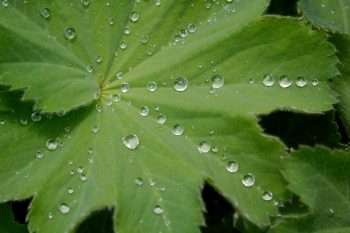 Water Droplets on Alchemilla mollis 'Auslese'