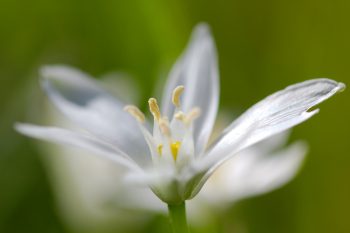 <em>Ornithogalum umbellatum</em> (Star of Bethlehem)