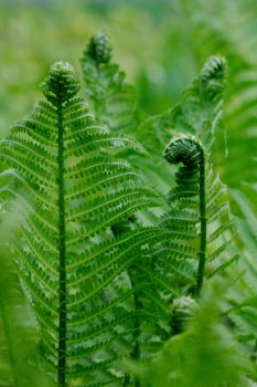 Fern Fronds