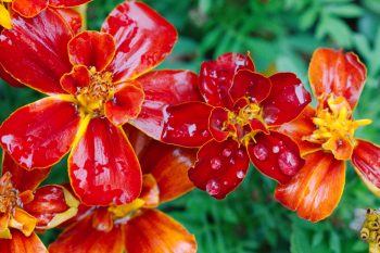 Marigold ‘Durango Red’