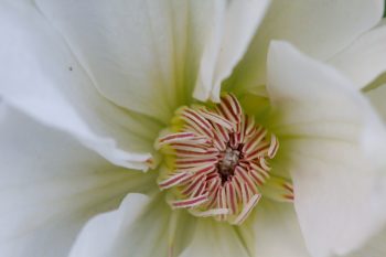 White Flowering Clematis