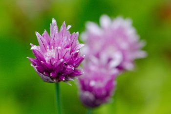 Chives (Allium schoenoprasum)