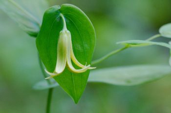 Uvularia perfoliata (Perfoliate Bellwort)