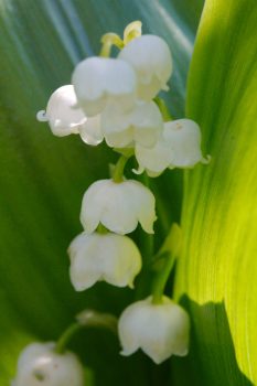 Lily of the Valley (Convallaria majalis)