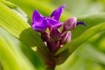 Tradescantia virginiana (Spiderwort)