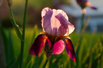 Backlit Iris