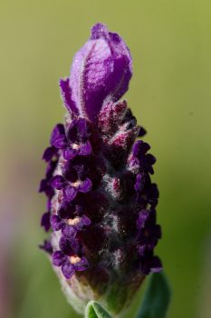 Lavandula stoechas ‘Anouk Supreme’