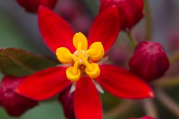 Asclepias curassavica ‘Silky Red’